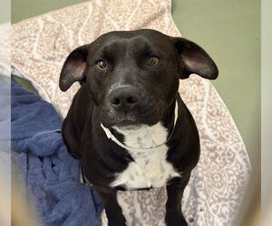 Mutt Dogs for adoption in Riverside, CA, USA