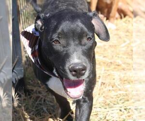 Mutt Dogs for adoption in San Antonio, TX, USA