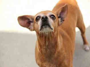 Medium Photo #1 Chiweenie Puppy For Sale in Fremont, CA, USA
