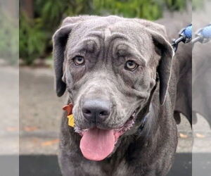 Mastiff-Neapolitan Mastiff Mix Dogs for adoption in Lake Forest, CA, USA