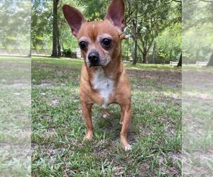Chihuahua Dogs for adoption in Ocean Springs, MS, USA