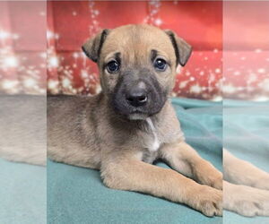 German Shepherd Dog-Unknown Mix Dogs for adoption in Lakewood, CO, USA