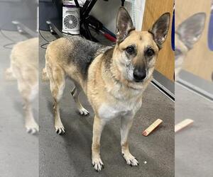 German Shepherd Dog Dogs for adoption in Forestville, MD, USA