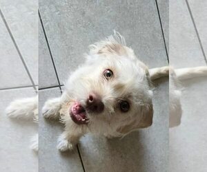 Border Terrier-Unknown Mix Dogs for adoption in Newport Beach, CA, USA