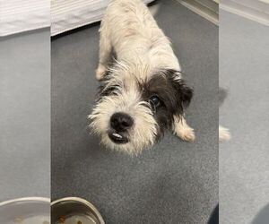 Jack Russell Terrier-Shih Tzu Mix Dogs for adoption in Glen Allen, VA, USA