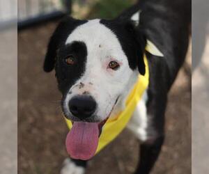 Labrador Retriever-Unknown Mix Dogs for adoption in San Antonio, TX, USA