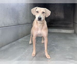 Beagle-Greyhound Mix Dogs for adoption in Pasadena, CA, USA