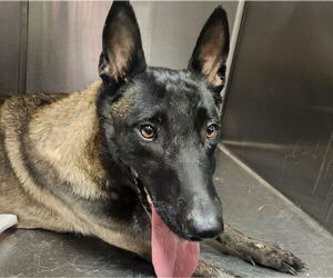 Mutt Dogs for adoption in Imlay City, MI, USA