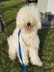 Medium Photo #1 Goldendoodle Puppy For Sale in Modesto, CA, USA