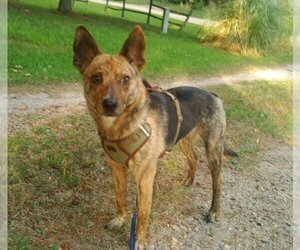 German Shepherd Dog-Unknown Mix Dogs for adoption in Cary, NC, USA