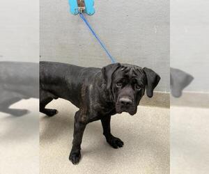 Mutt Dogs for adoption in Las Vegas, NV, USA