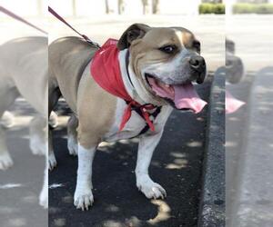 Olde Bulldog Dogs for adoption in Chico, CA, USA