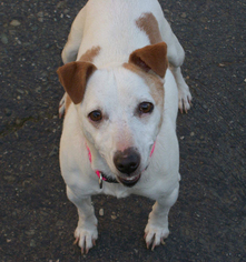 Jack Russell Terrier Dogs for adoption in Moorpark, CA, USA