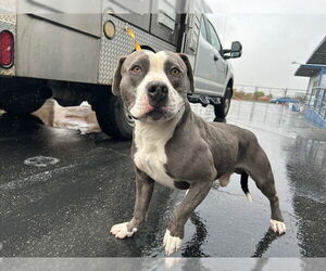 American Pit Bull Terrier Dogs for adoption in HESPERIA, CA, USA