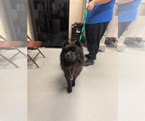 Chow Chow Dogs for adoption in Fayetteville, NC, USA