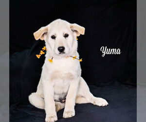 Carolina Dog-Great Pyrenees Mix Dogs for adoption in Chouteau, OK, USA