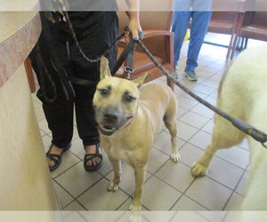 Black Mouth Cur Dogs for adoption in Ocala, FL, USA