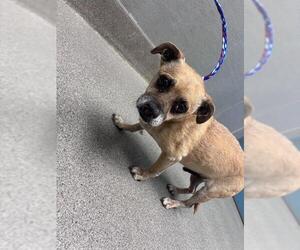 Chihuahua-Unknown Mix Dogs for adoption in Las Vegas, NV, USA