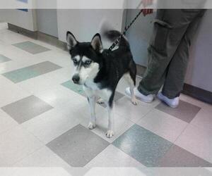 Siberian Husky Dogs for adoption in Oklahoma City, OK, USA