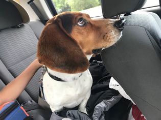 Beagle Dogs for adoption in Seminole, FL, USA