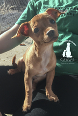 Chihuahua Dogs for adoption in Baton Rouge, LA, USA
