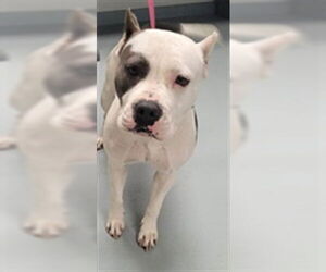 Mutt Dogs for adoption in St. Cloud, FL, USA