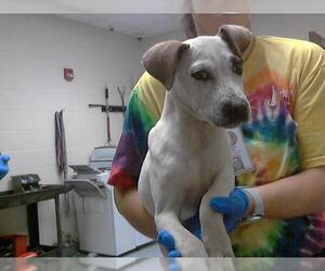 Mutt Dogs for adoption in Fayetteville, NC, USA