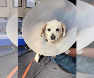 Maltese Dogs for adoption in Riverside, CA, USA