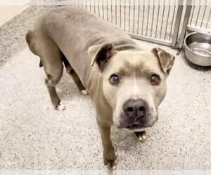 Mutt Dogs for adoption in Houston, TX, USA