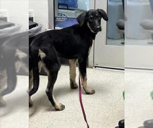 Black and Tan Coonhound-Unknown Mix Dogs for adoption in Plano, TX, USA