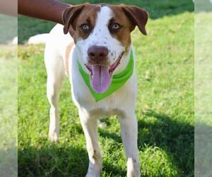 Pointer-Unknown Mix Dogs for adoption in San Antonio, TX, USA
