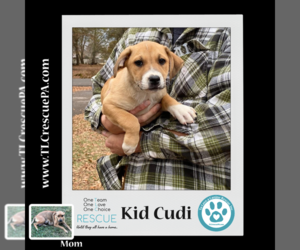 Boxador Dogs for adoption in Kimberton, PA, USA