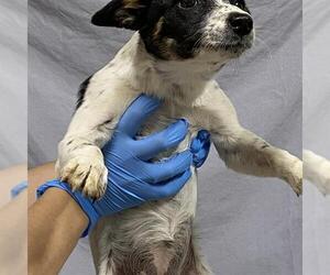 Australian Cattle Dog-Unknown Mix Dogs for adoption in Modesto, CA, USA