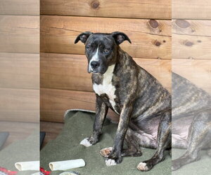 Boxer-Unknown Mix Dogs for adoption in Holly Springs, NC, USA