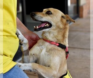 Mutt Dogs for adoption in Rowlett, TX, USA