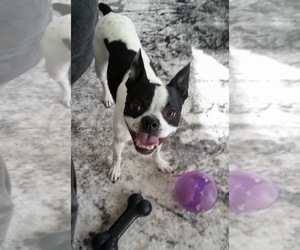 Boston Terrier-Whippet Mix Dogs for adoption in Jackson, TN, USA