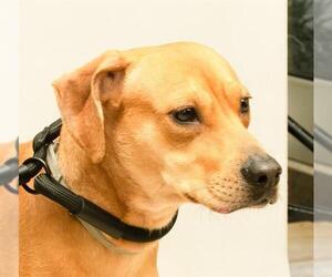 Black Mouth Cur-Unknown Mix Dogs for adoption in Sanford, FL, USA