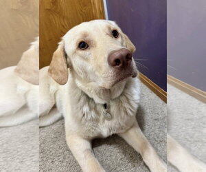 Labrador Retriever Dogs for adoption in Omaha, NE, USA