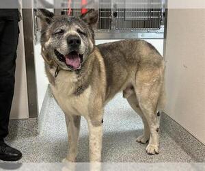 Akita-Siberian Husky Mix Dogs for adoption in Houston, TX, USA