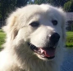 Medium Photo #1 Great Pyrenees-Unknown Mix Puppy For Sale in Silver Spring, MD, USA