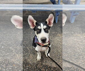 Mutt Dogs for adoption in Fort Collins, CO, USA