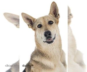 Medium Photo #1 German Shepherd Dog Puppy For Sale in Irvine, CA, USA
