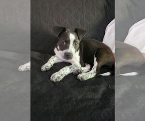 Bull Terrier-Unknown Mix Dogs for adoption in Des Moines, IA, USA