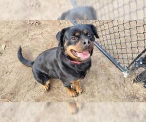 Rottweiler Dogs for adoption in Millersville, MD, USA