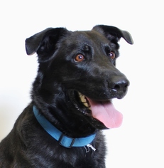 Labrador Retriever-Unknown Mix Dogs for adoption in Truckee, CA, USA