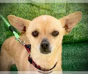 Chihuahua Dogs for adoption in Phoenix, AZ, USA