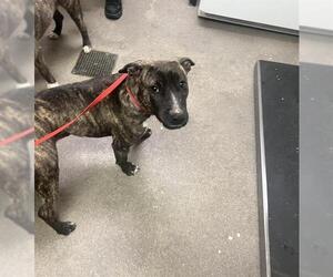 Miniature Bull Terrier-Unknown Mix Dogs for adoption in HESPERIA, CA, USA