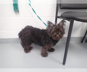 Mutt Dogs for adoption in St. Cloud, FL, USA