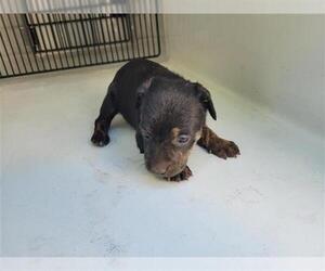 German Shepherd Dog Dogs for adoption in Houston, TX, USA