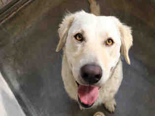Labrador Retriever Dogs for adoption in Upland, CA, USA